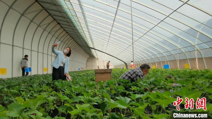 �������ϣ�����ֳ�һ�ŷǳ���ȫ���и��������ܳԵĲ�ݮ����������ṩ