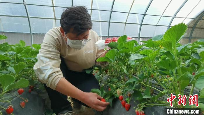 �����������ֱ��ƽ̨������ֲ����ժ��ݮ�����֪ʶ���⣬ϣ���ܴ���������־����Ͷ������̬ũҵ�С���������ṩ