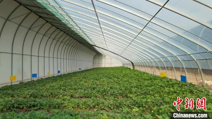 ������Ĳ�ݮ�����������ṩ