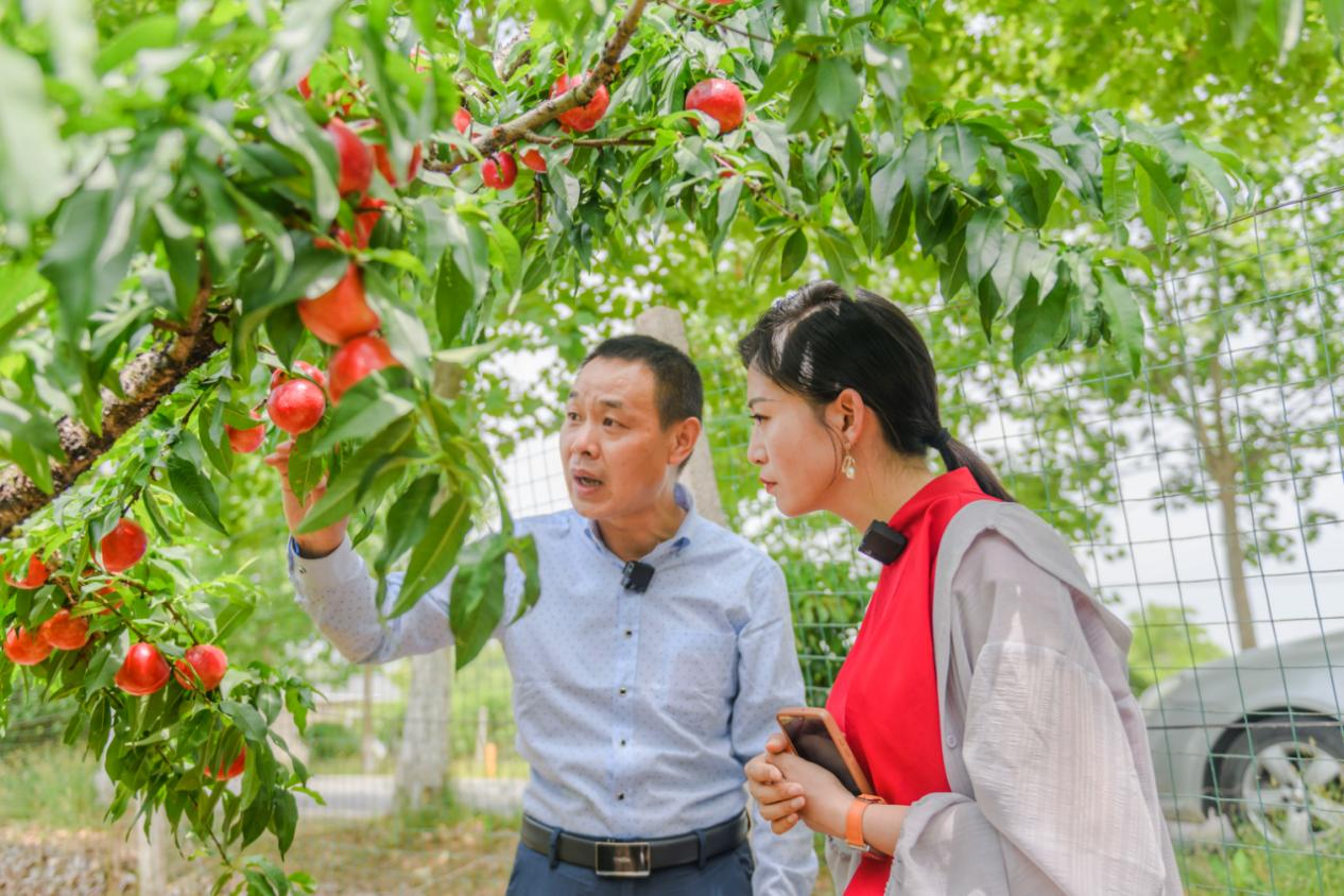 河南这个地方的油桃丰收啦！果农林间乐弯腰-大河新闻