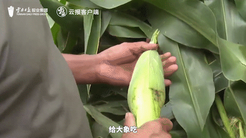 15.gif