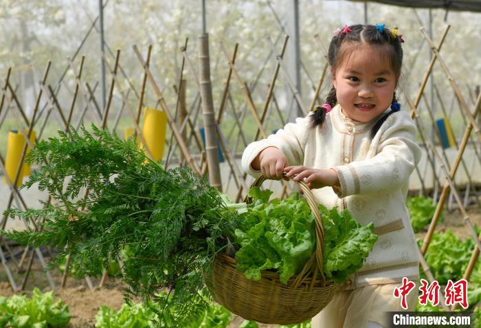 图为:小朋友在灵粮农场内体验采摘。 王刚 摄