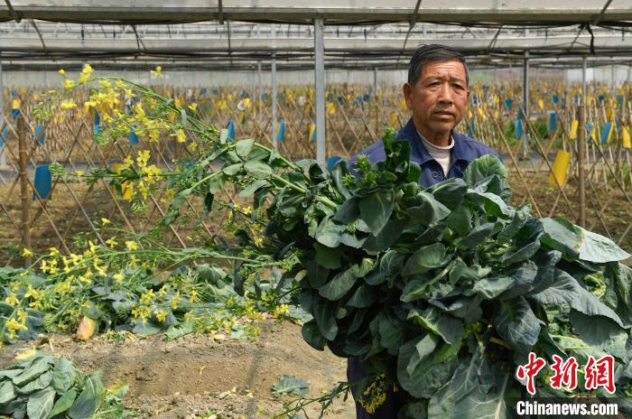 图为:当地村民在灵粮农场收割作物,实现家门口就业。 王刚 摄