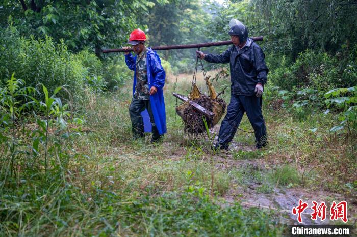 夕阳红志愿服务队的队员们用阶梯运输的方式清运河道垃圾。 高博 摄