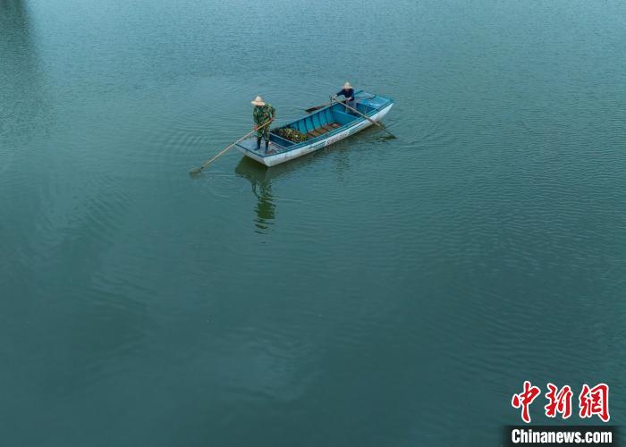 姜清泉和队友每天天一亮就带着耙犁、网兜等打捞工具,划着小船清理垃圾。 高博 摄