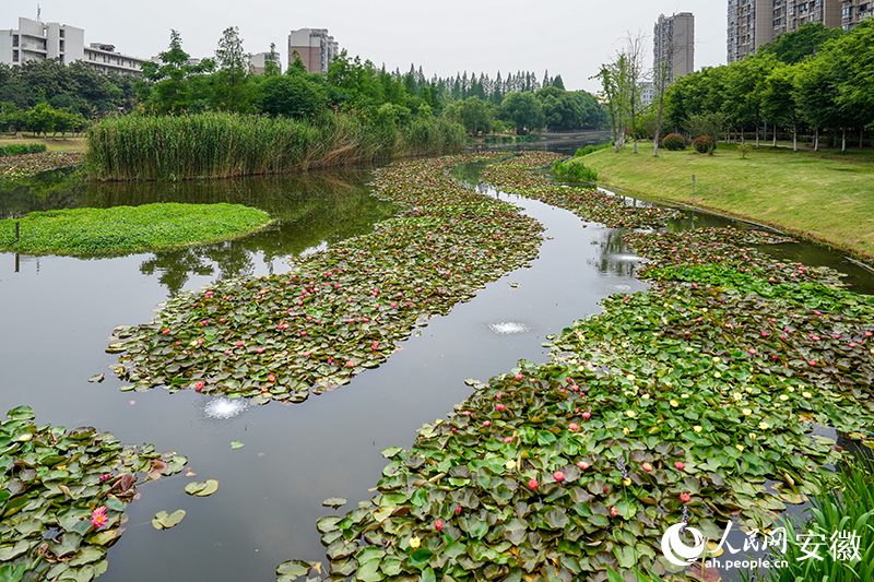 尽情绽放的睡莲。人民网记者 苗子健摄