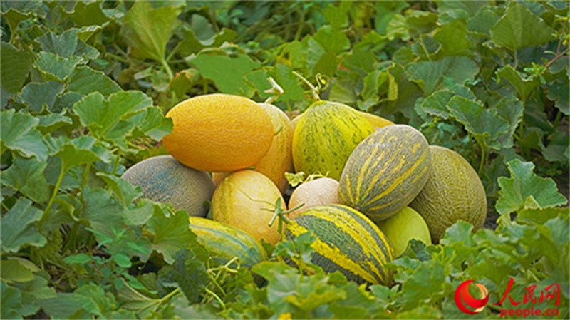 ����Ĺ��ܹϡ������� ��������