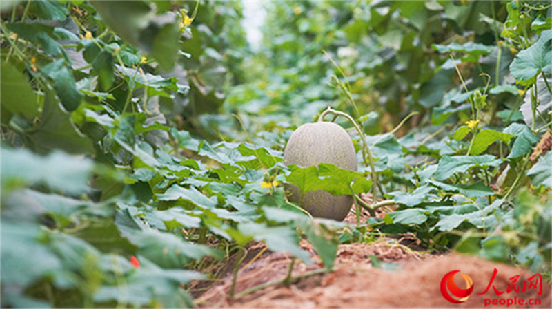 ����Ĺ��ܹϡ������� ��������