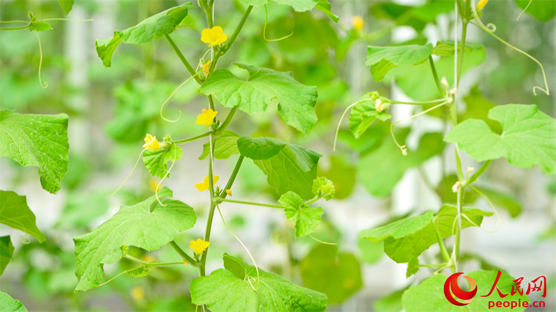 ��Ķ԰��Ĺ��ܹ��١������� ��������