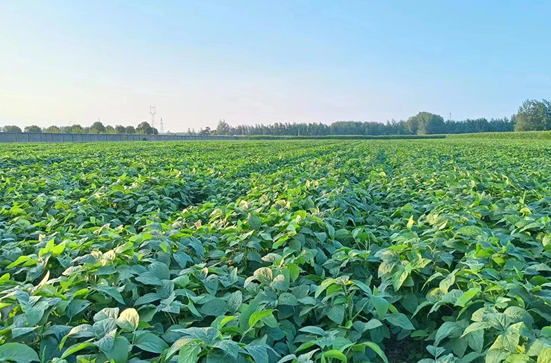 南京农业大学试验田。埇桥区委宣传部供图