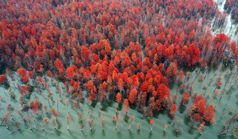 �����ɼ�֡���Ρ��