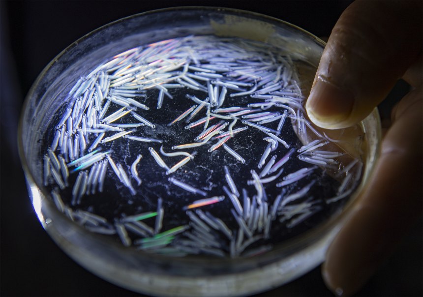 ��������֬���硣Ƚ�Ͼ���