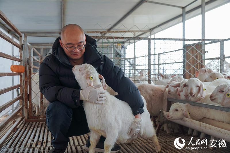 “羊博士”陈家宏和他培育的小羊们。人民网记者 陈若天摄