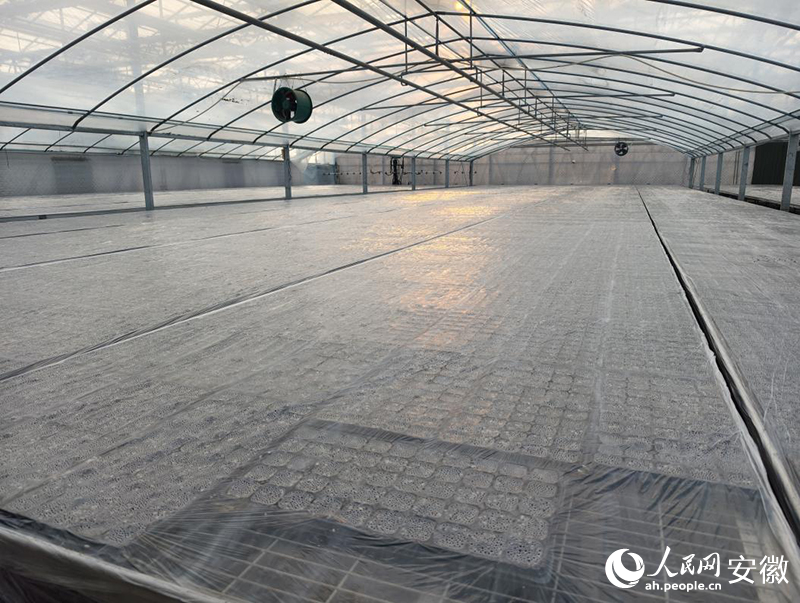 安徽泗水源康养有限公司基地内,金丝绞瓜正在育种。人民网 陶伟摄