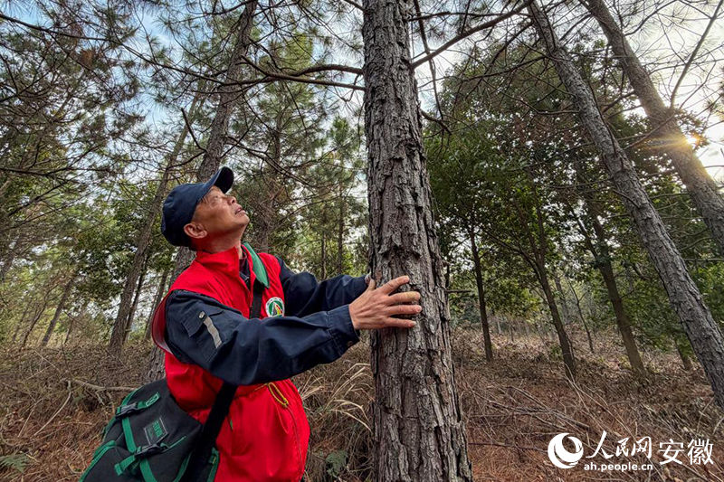 ���������ڲ鿴��ľ��������������������� ��ϣ����