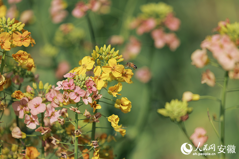 �Ͳ˻��������������������� �ſ���