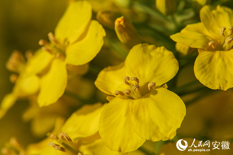 ���ɫ���Ͳ˻��꣬������ԣ��м仨�������ɼ������������� ������