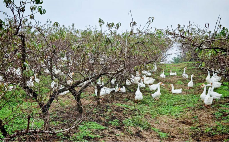 金安区桃树下的林下养鹅。受访者供图