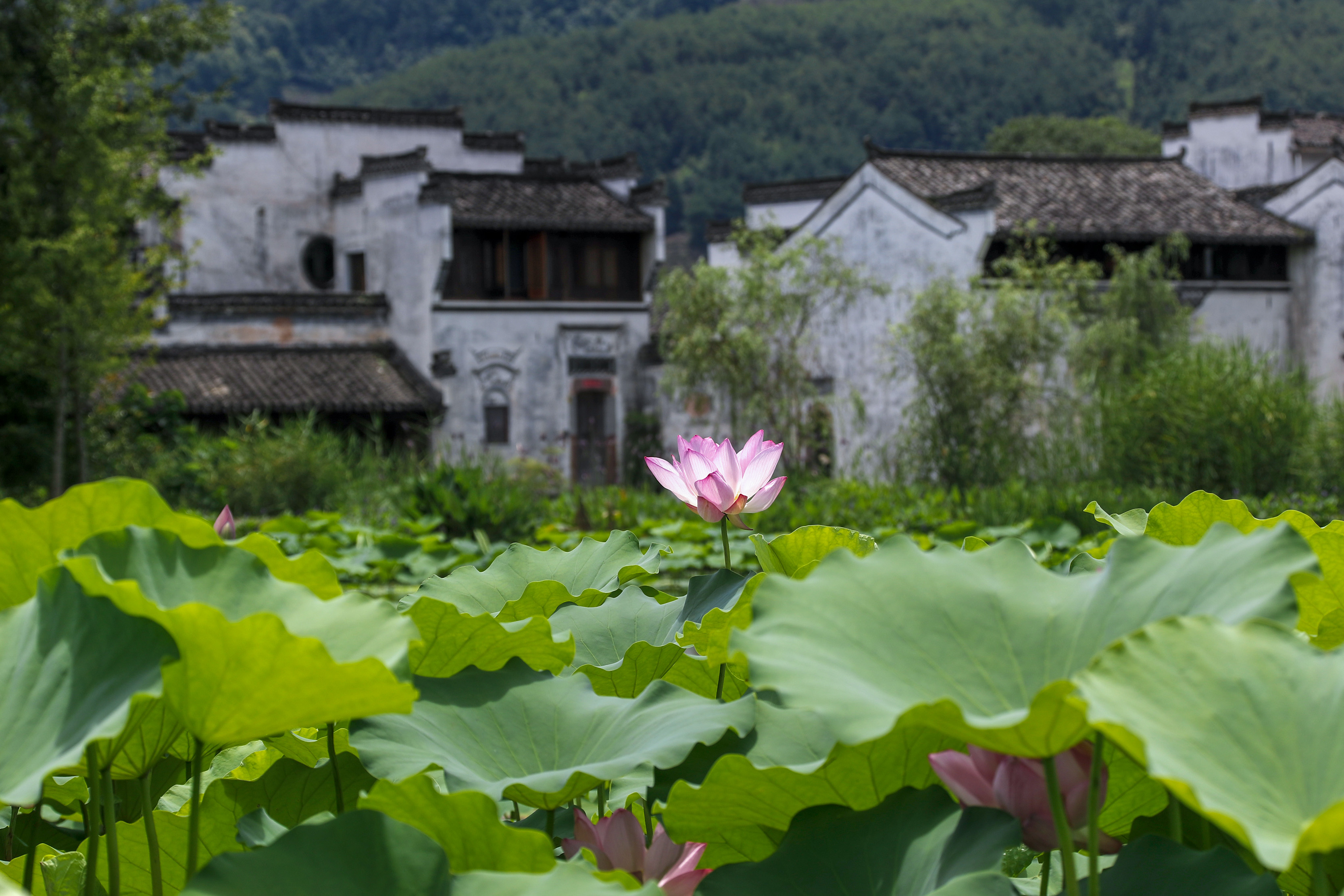 黄山徽州区夏荷舞古村