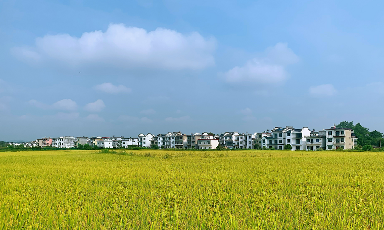 黄山屯溪区稻田千层浪一年丰收时