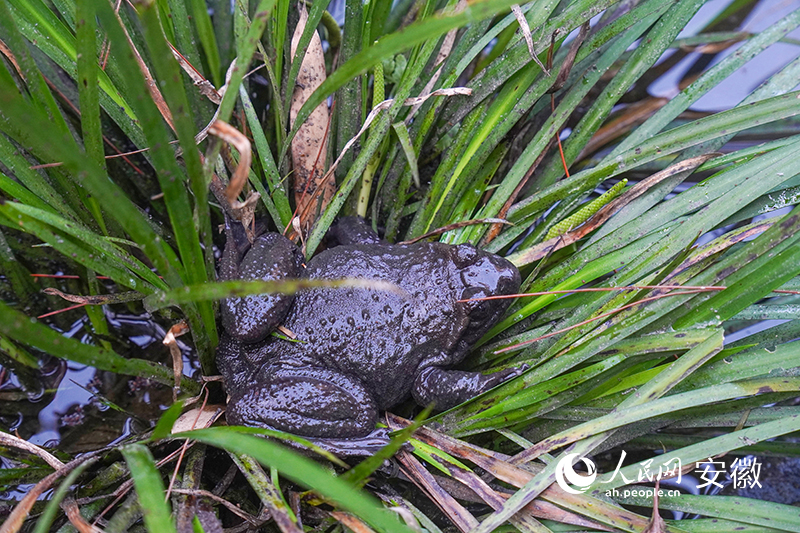 �����ܡ����������� ��������